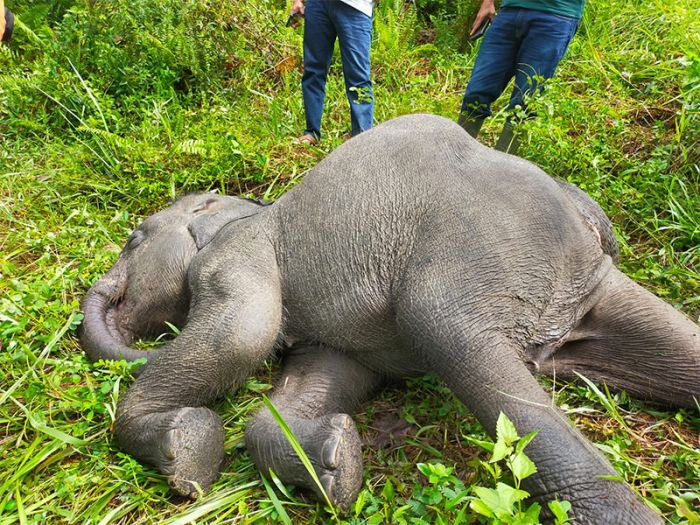Anak Gajah Sumatra di Tahura Riau Mati Diduga Terserang Virus
