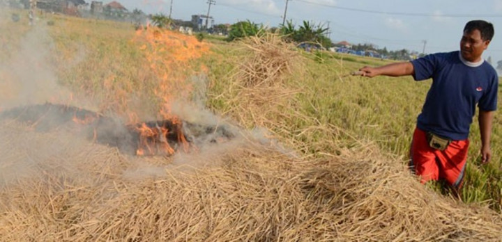 Tekan Angka Kecelakaan, Pupuk Indonesia-Jasa Raharja Optimalisasi Pemanfaatan Jerami