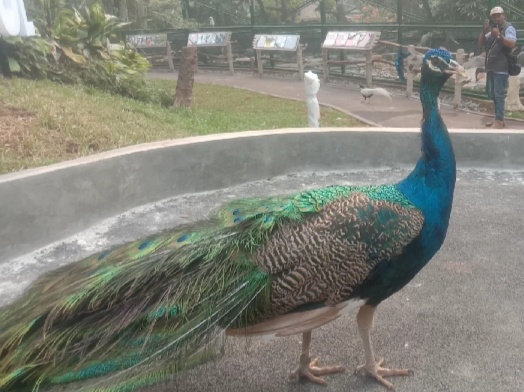 Selesai Direvitalisasi, Taman Burung TMII Kembali Dibuka 17 Agustus