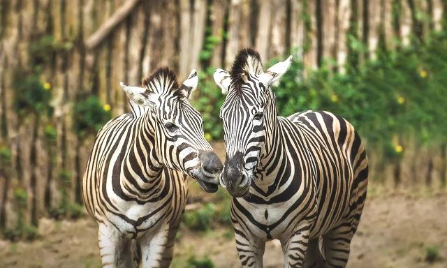 Banyak destinasi wisata yang mengadakan promo saat 17 Agustus. Di mana sajakah? Intip tempatnya. (Foto: Dok. Instagram Taman Safari Bogor/@taman_safari)