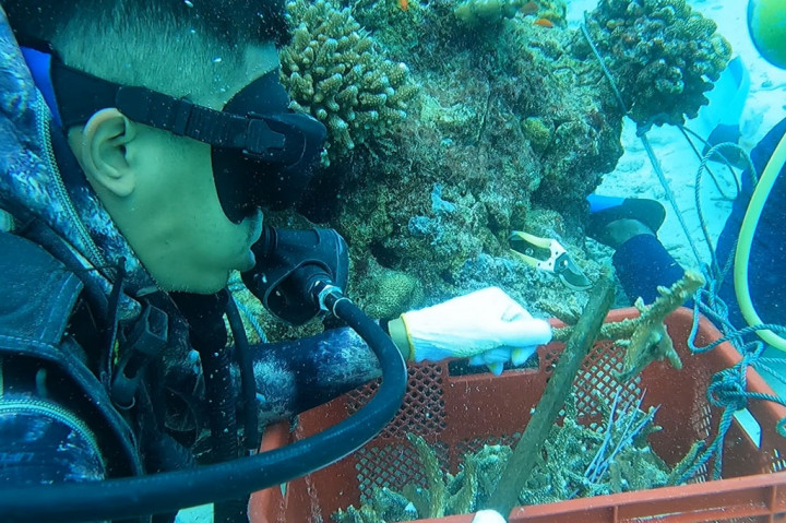 Jaga Kelestarian Ekosistem Bawah Laut, Pemuda Sabang Transplantasi Terumbu Karang