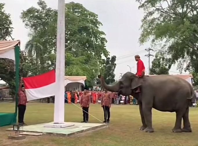 Viral! 3 Ekor Gajah Jadi Pengibar Bendera saat Upacara HUT ke-78 RI di Riau