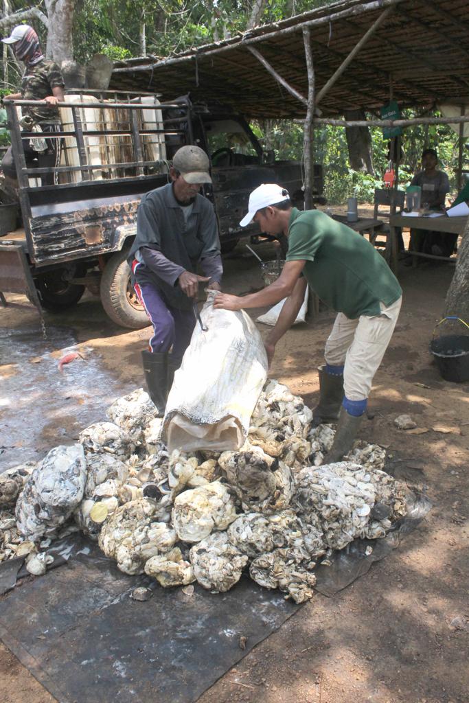 Bokar Merah Putih Dorong Transformasi Industri Karet Indonesia