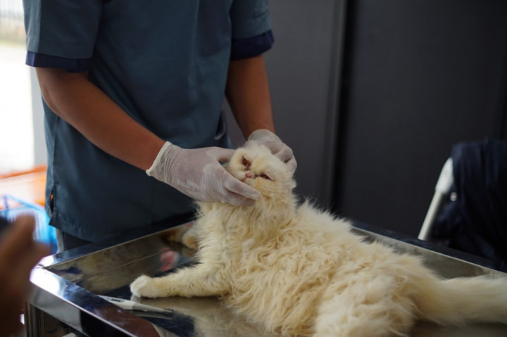 Diduga Terserang Virus, Belasan Kucing di Ciamis Mati Mendadak