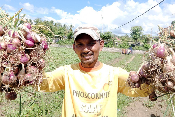 El Nino, Hasil Produksi Bawang Merah Petani di Aceh Menurun