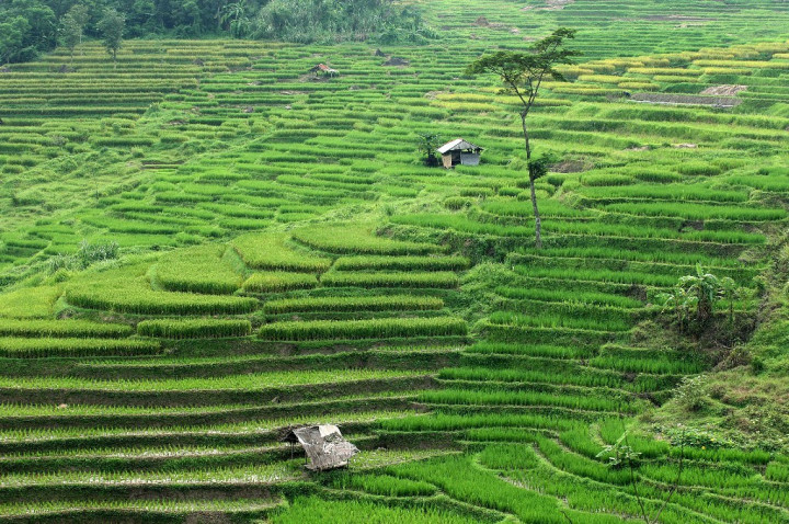 Mentan-Wagub Kalteng Tinjau Lahan <i>Food Estate</i>