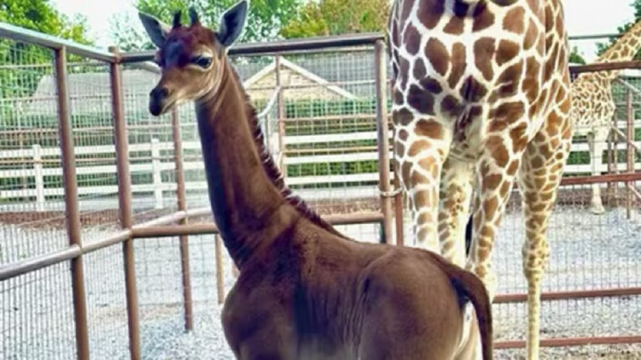 Langka! Jerapah 'Mulus Tanpa Bintik' Lahir di Kebun Binatang AS
