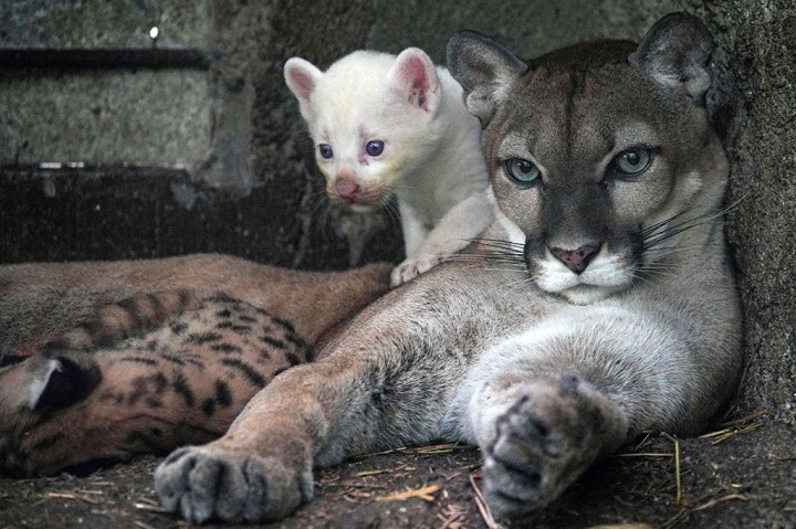 Langka! Puma Albino Lahir di Kebun Binatang Nikaragua