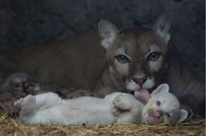 Gemas! Puma Albino Lahir di Kebun Binatang Nikaragua