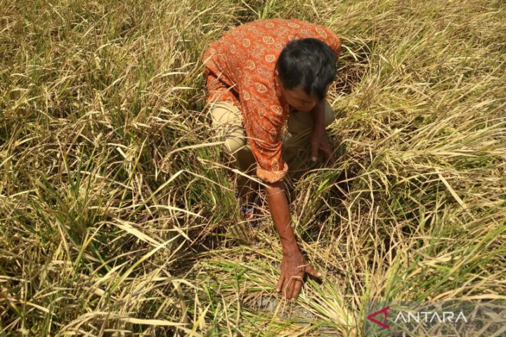Petani di Kudus Diminta Antisipasi Dampak El Nino