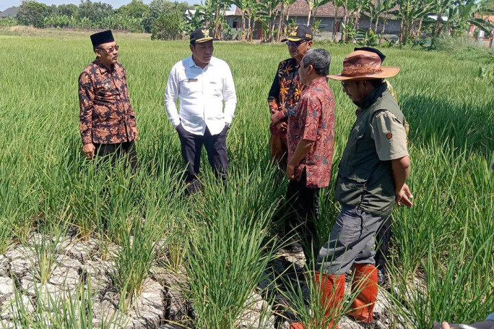 Dampak Kekeringan, Sejumlah Petani Desa Sentul Terancam Gagal Panen
