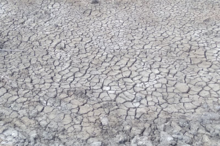 300 Hektare Sawah di Bangka Selatan Kekeringan