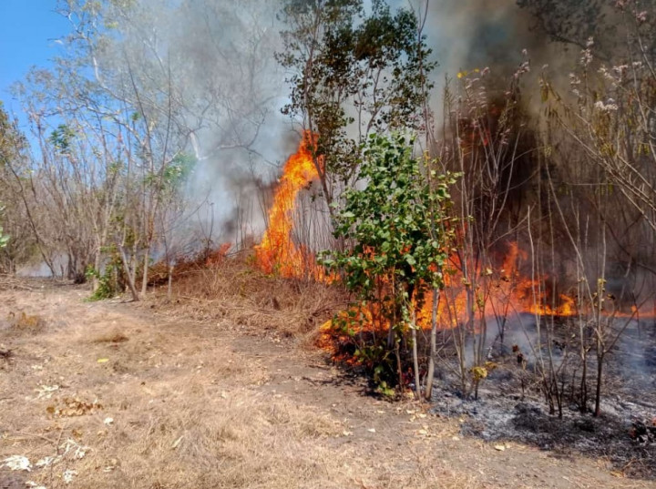 Karhutla 40 Hektare di Flores Timur Akibat Pembukaan Lahan