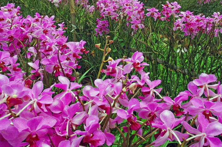 Warga Desa Mriyan Boyolali Tingkatkan Perekonomian Melalui Kopi Gumuk