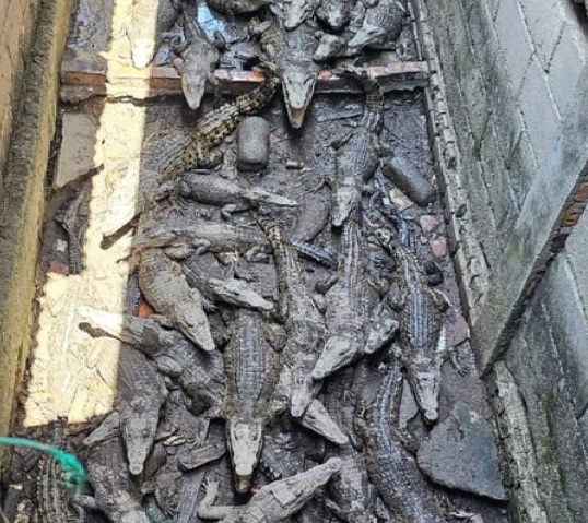 Geger! Warga OKI Sumsel Pelihara 58 Buaya di Samping Rumah