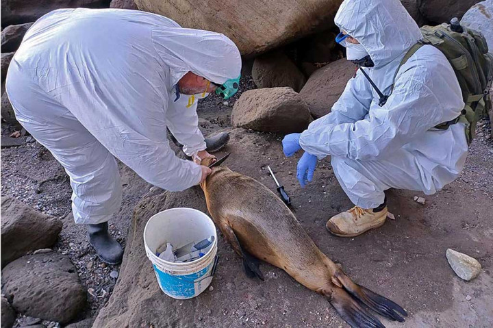 Sejumlah Singa Laut Mati karena Flu Burung di Argentina
