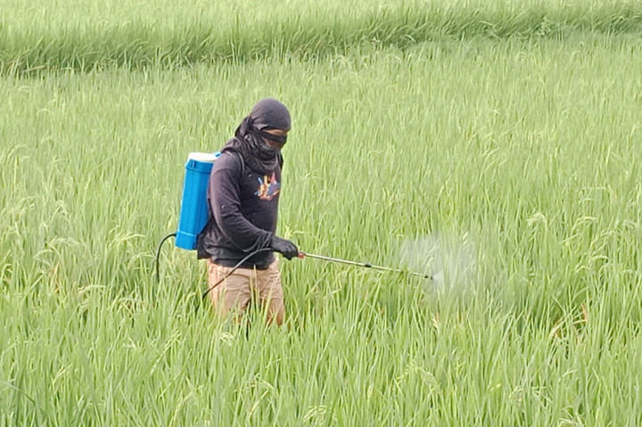 Petani Resah, Sawah Siap Panen di Pidie Mulai Diserang Hama Wereng