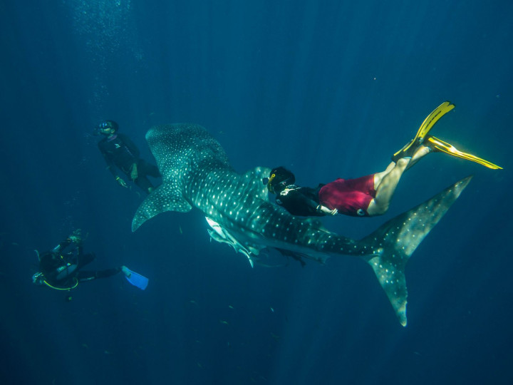 Pelestarian Ekosistem Maritim Indonesia Terus Didorong