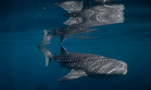 Komitmen Mowilex Kembangkan Ekowisata Hiu Paus di Nusa Tenggara Barat