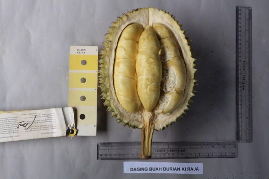 BRIN Bantu Pemkab Buleleng Daftarkan 6 Varietas Buah Lokal yang Dilindungi