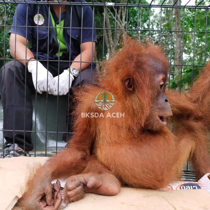 Anak Orangutan Terjebak di Kebun Sawit Dievakuasi BKSDA