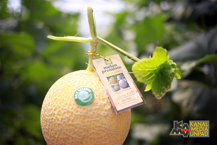 Bale Tatanen Unpad Panen Melon Premium Lebih Manis dan Crunchy