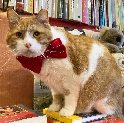 Apa itu eartip pada kucing? Simak selengkapnya. (Foto: Dok. Instagram Bookstore Cats/@bookstorecats)