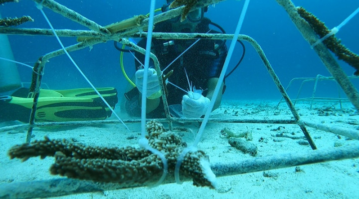 Rusak Akibat Perubahan Iklim, Coral Oasis Rehabilitasi Terumbu Karang di Laut Sabang
