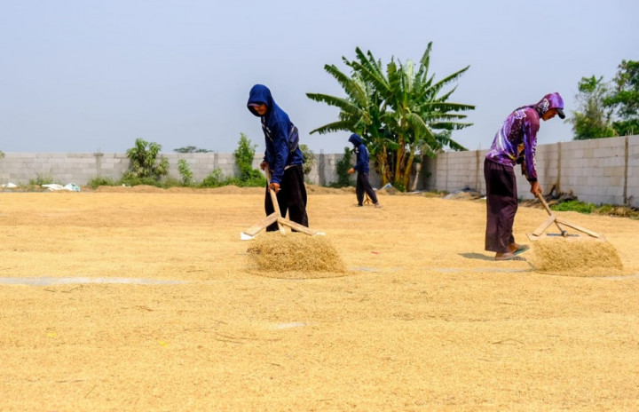 Pasokan Terbatas, Stok GKP di Gudang Beras Wilmar Cuma 250 Ton
