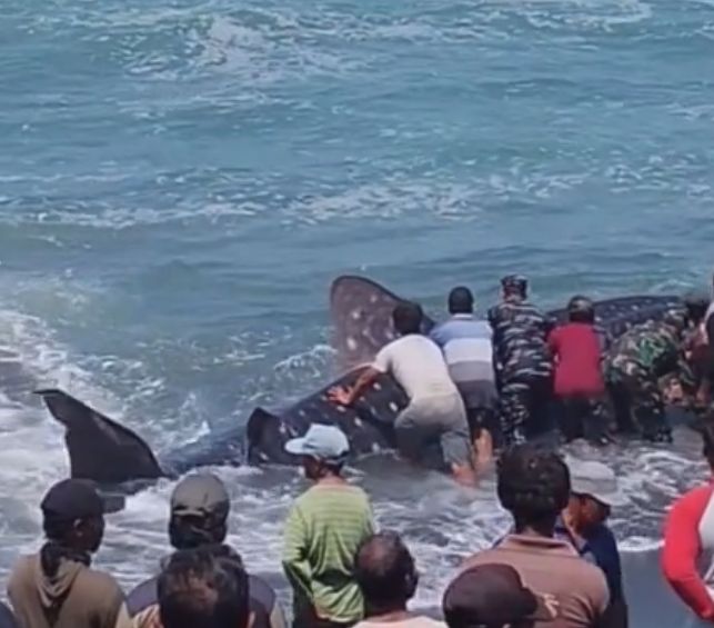 Hiu Tutul Mati Tersangkut Jaring Nelayan di Pantai Jatimalang Purworejo