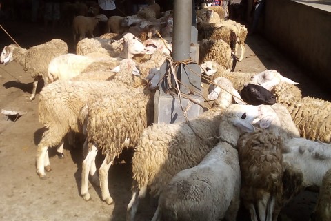 Peternak Domba dan Kambing Butuh Pengembangan Model Bisnis Baru