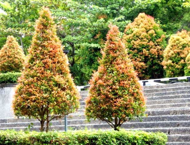 Tidak Banyak Orang Tahu! Ini Sederet Manfaat dari Tanaman Pucuk Merah