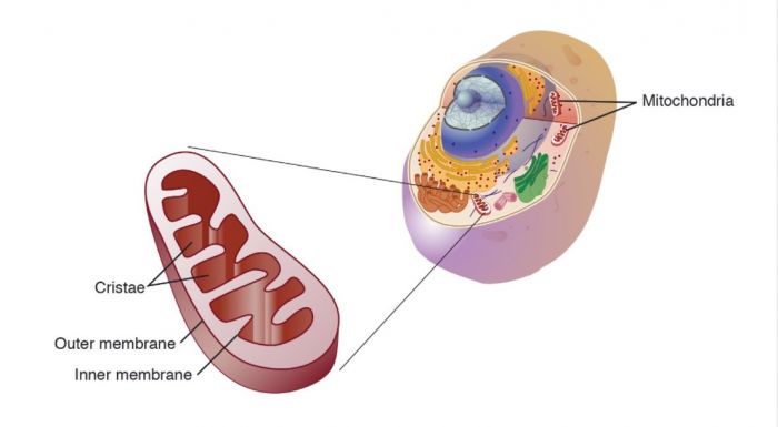 Ilustrasi mitokondria. Foto: genome.gov 