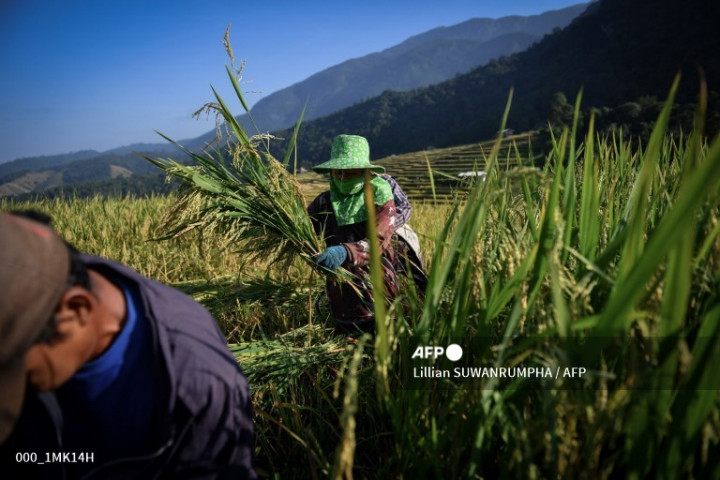 Mendag Singgung Ketersediaan Pasokan Beras, Masyarakat Diminta Tenang