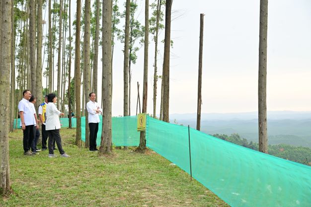 Dari Atas Bukit, Presiden Jokowi Ajak Para Menteri Lihat Pemandangan IKN