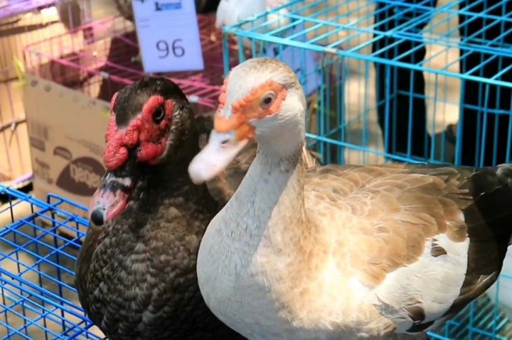 Unik, Ratusan Ekor Itik di Kebumen Ikuti Kontes Kecantikan