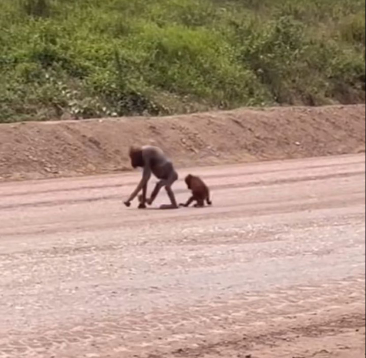 Viral Video Orangutan Kurus Kering Berjalan di Area Tambang Kaltim