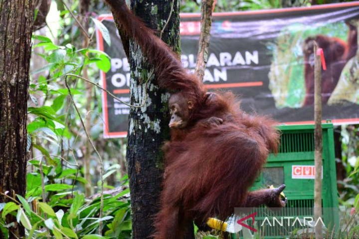 Orang Utan Kurus Melintasi Area Tambang Dievakuasi BKSDA Kaltim