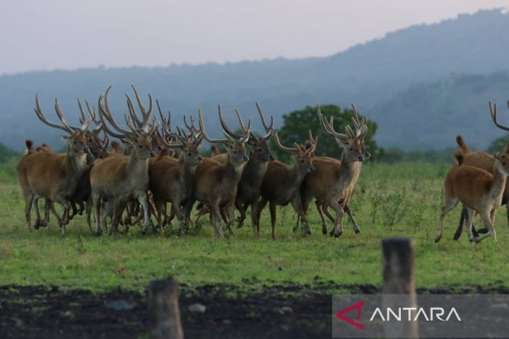 Taman Nasional Baluran Situbondo Ditutup Sementara Akibat Kebakaran