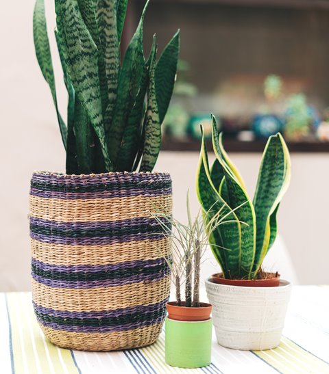 Ini tanaman yang pas dengan zodiak kamu. (Foto: Ilustrasi/Dok. Unsplash.com)