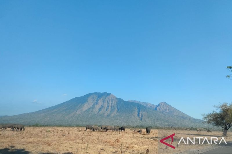 Kebakaran Lahan di Taman Nasional Baluran Capai 88,66 Haktare