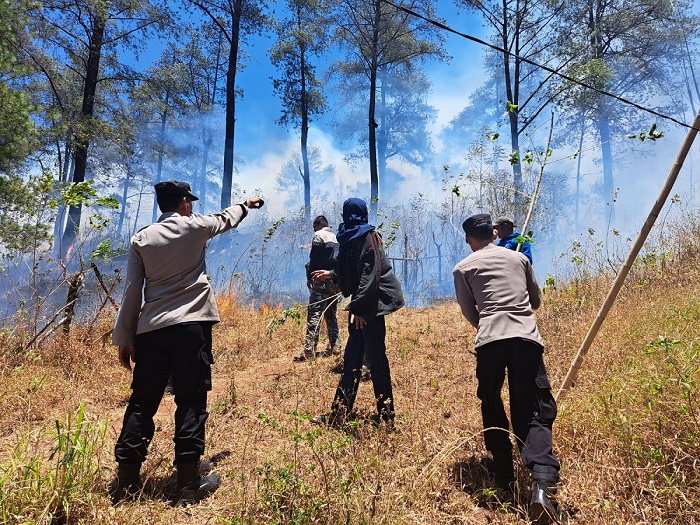 Kawasan Hutan Pinus di Gowa Terbakar