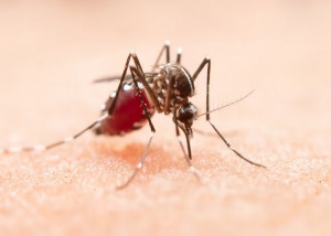 Waspada Puncak El Nino, Suhu Memanas Nyamuk Aedes Aegypti kian Mengganas