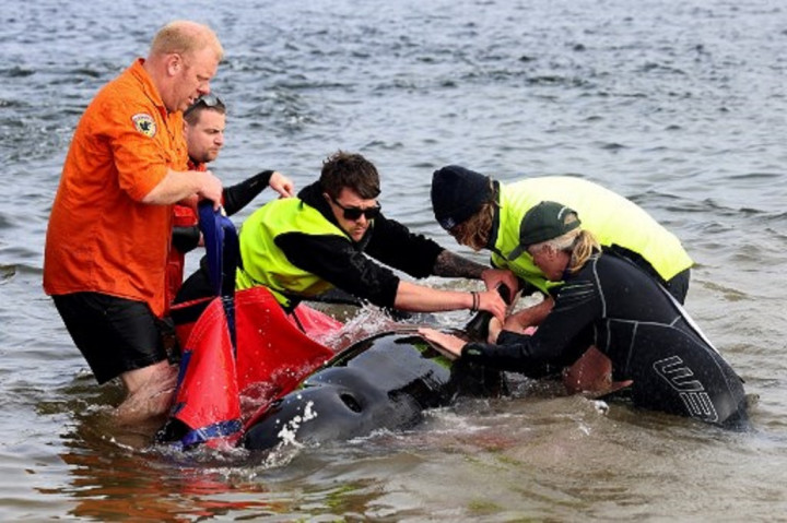 Tragis! Pria Tewas dalam Tabrakan Kapal dengan Ikan Paus di Australia