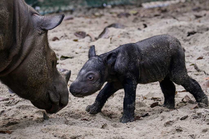 Bayi Badak Sumatera Lahir di Taman Nasional Way Kambas