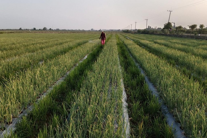 El Nino, Puluhan Ha Lahan Bawang Merah di Aceh Diserang Ulat