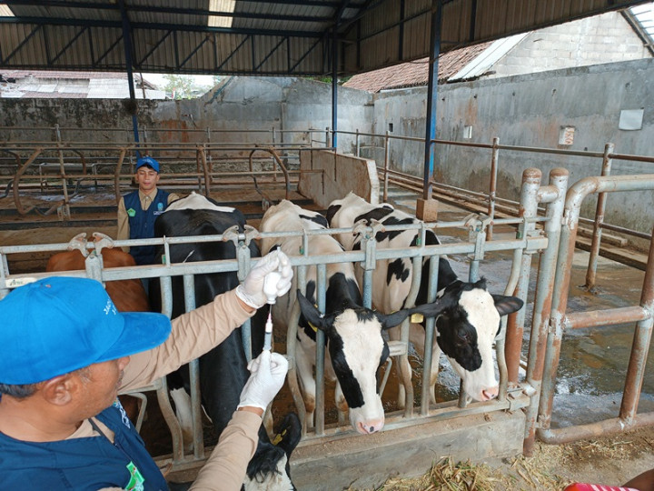 Wabah PMK Hantui Peternak Jatim, Kini Bangkit Menembus Tabir