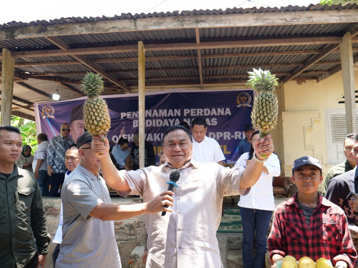 Rachmat Gobel Canangkan Gerakan Tanam Nanas di Gorontalo