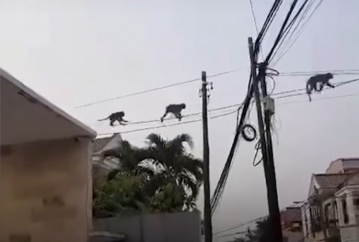 Heboh! Kawanan Monyet Liar Serbu Permukiman Warga di Cipayung Jaktim