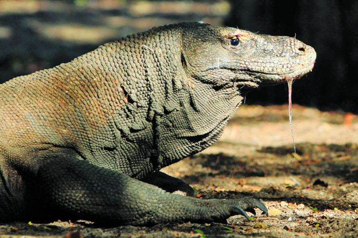 Ngeri! Wanita di Pulau Rinca Digigit Komodo saat Jemur Teri, Alami Perdarahan Berat